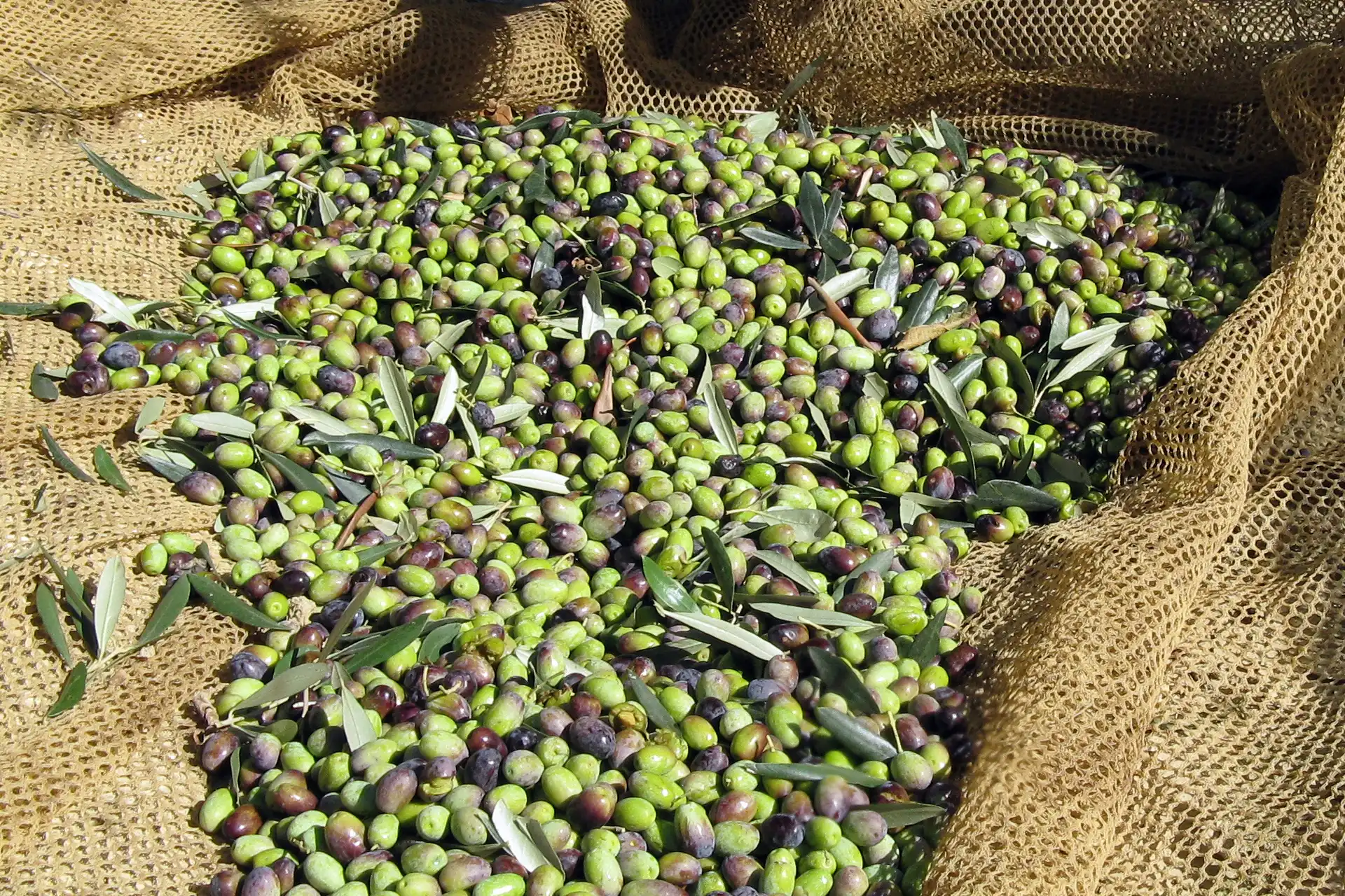 coevo_slider_raccolta-olive_1920px